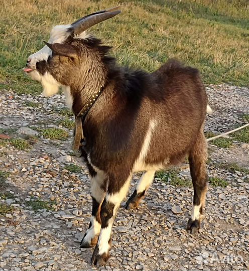 Козел на случку