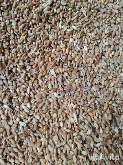 Зерно пшеница ячмень