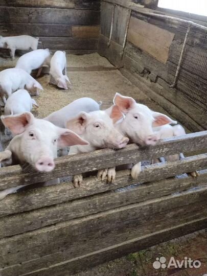 Поросята и подсвинки