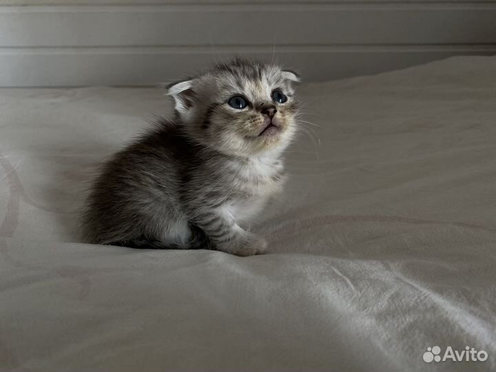 Шотландские котята
