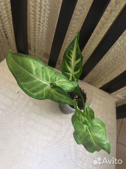 Сингониум Австралия и другие сортовые