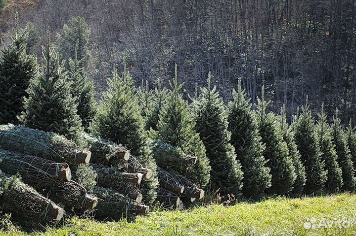 Живые елки/ Пихты Нордмана и Фразера