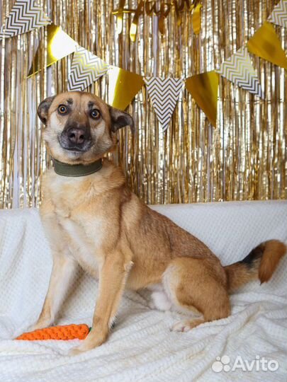 Милаш Бивис из приюта ищет семью