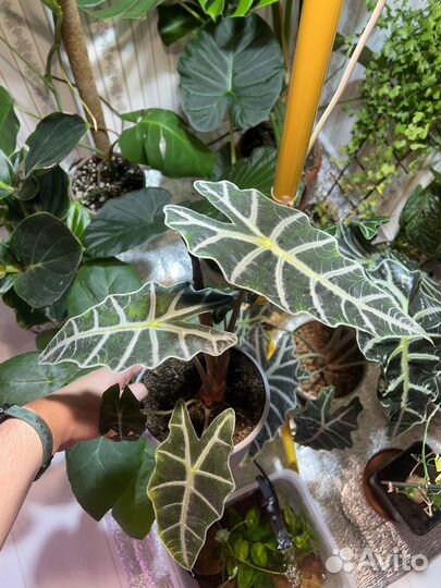 Аллоказия Полли