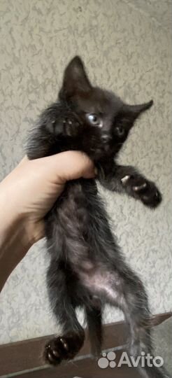 Отдам в добрые руки