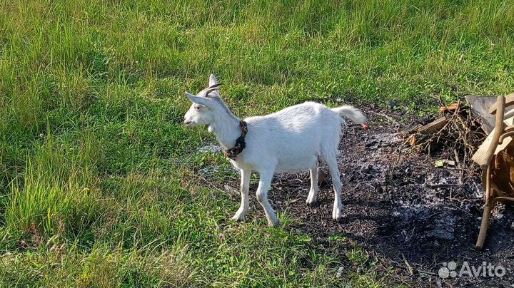 Козочка зааненская