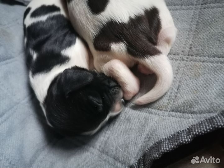 Русский спаниель