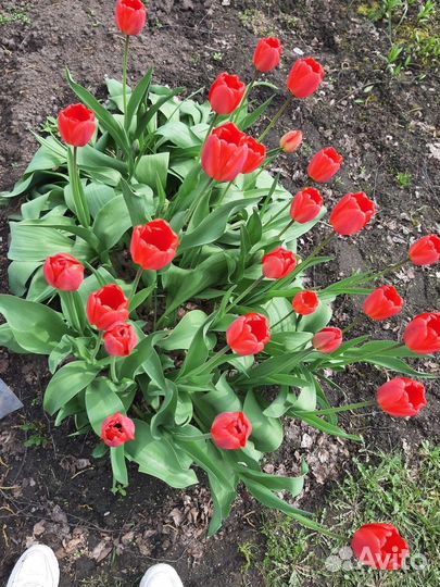 Рябчик императорский,лилейник, ирисы