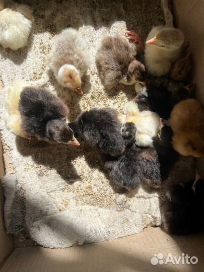 Индюшата степные