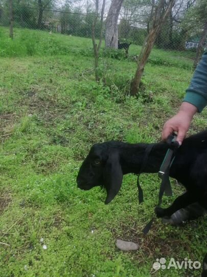 Нубийские козы