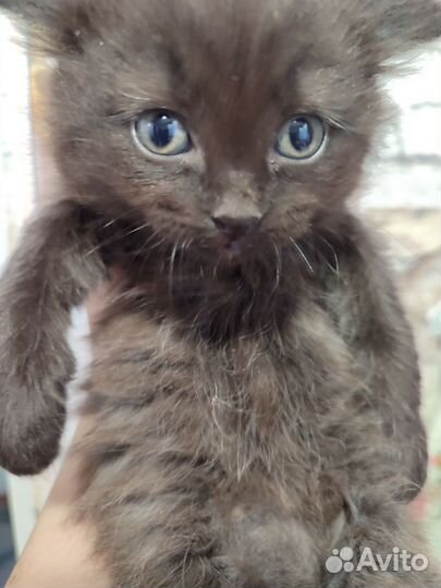 Котята в добрые руки 1 месяц