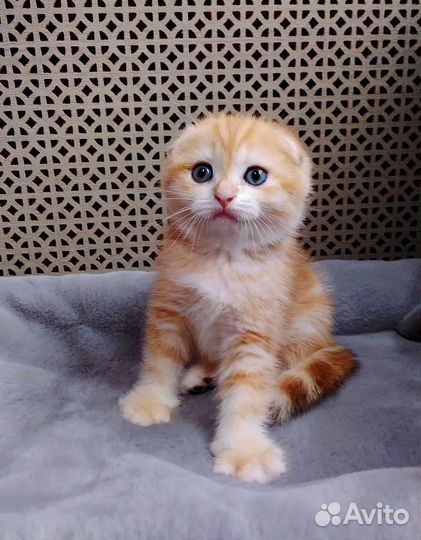 Золотая шиншилла с родословной