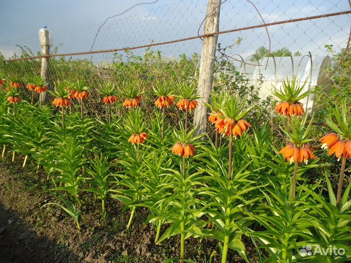 Рябчик императорский-царская корона Луковицы