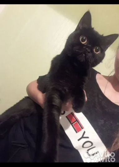 Котенок