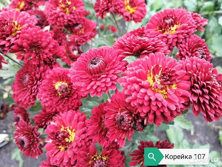 Хризантема корейская