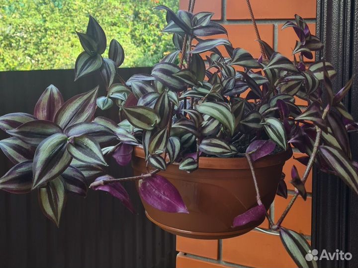 Комнатные растения