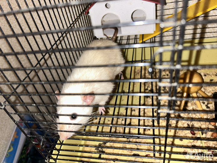Крыса дамбо с клеткой