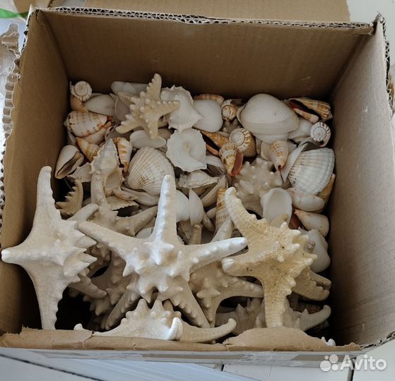 Морские ракушки и звезды