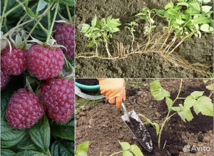 Рассада малины