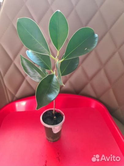 Продам цветы комнатные