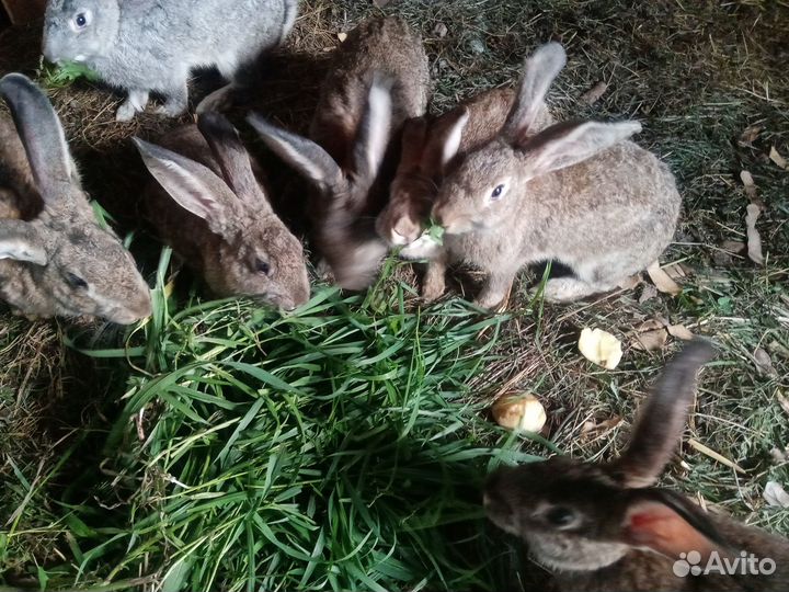 Кролики от 2 до 10 мес
