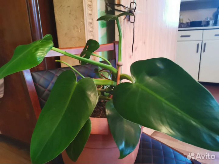 Филодендрон