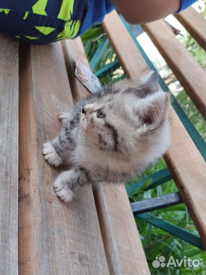 Котята x2 отдам