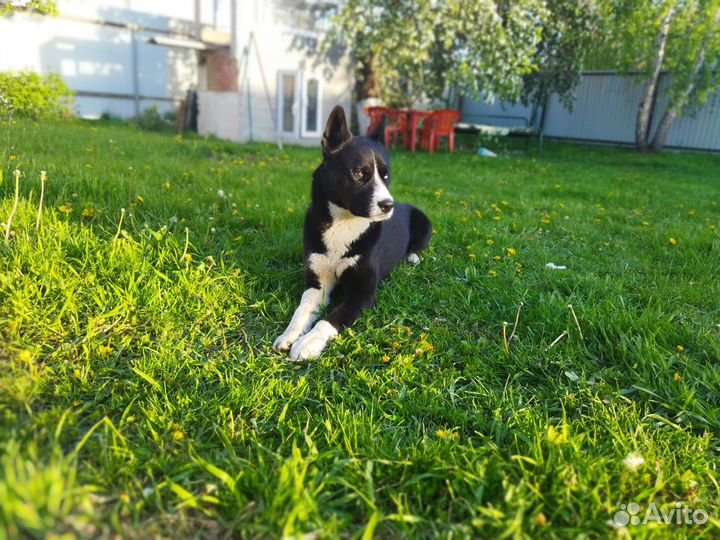 Собака в добрые руки