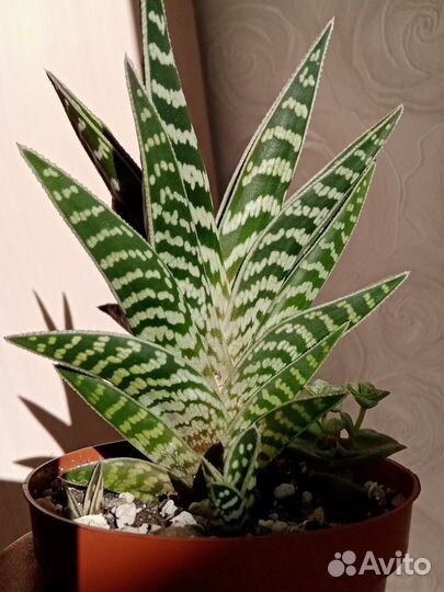 Алое полосатое