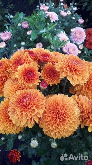 Хризантемы