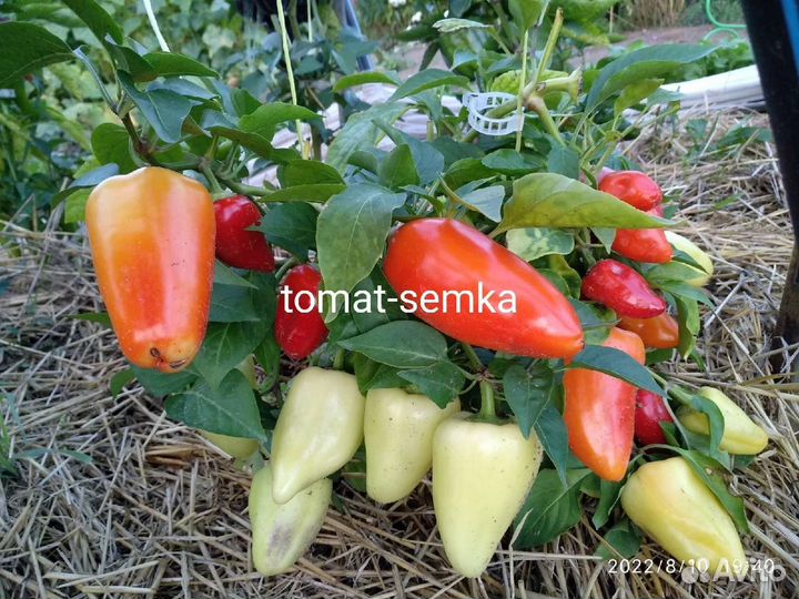 Семена сортовых томатов и перцев от коллекционера