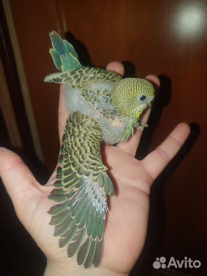 Волнистый попугай самки ручные