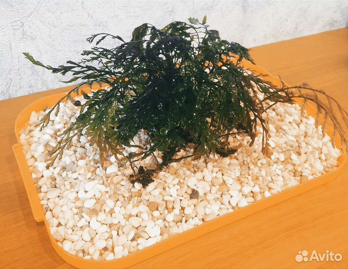 Анубиас, яванский мох, папоротник, криптокорина