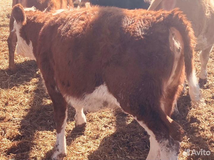 Телочка Герефодр