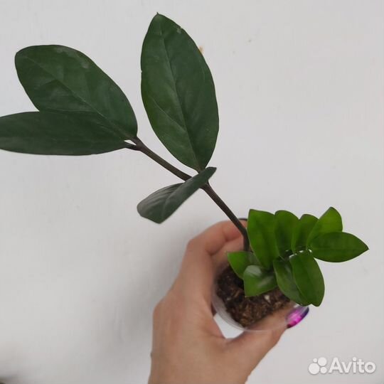 Комнатные цветы