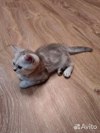 Шотландский котята