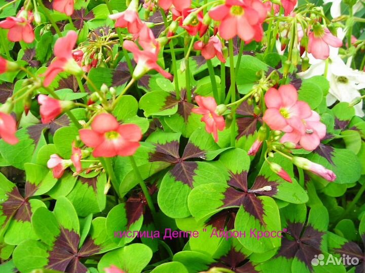 Цветы садовые