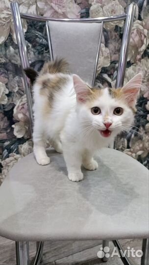 Котенок в добрые руки