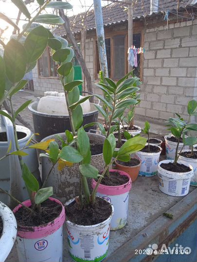 Замиокулькас