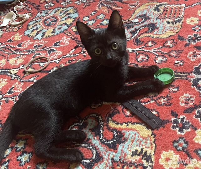 Малышка в добрые руки