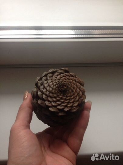 Шишка большая выс.10,диам.25 см, д/ декора,интерье