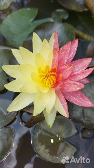 Растения для пруда