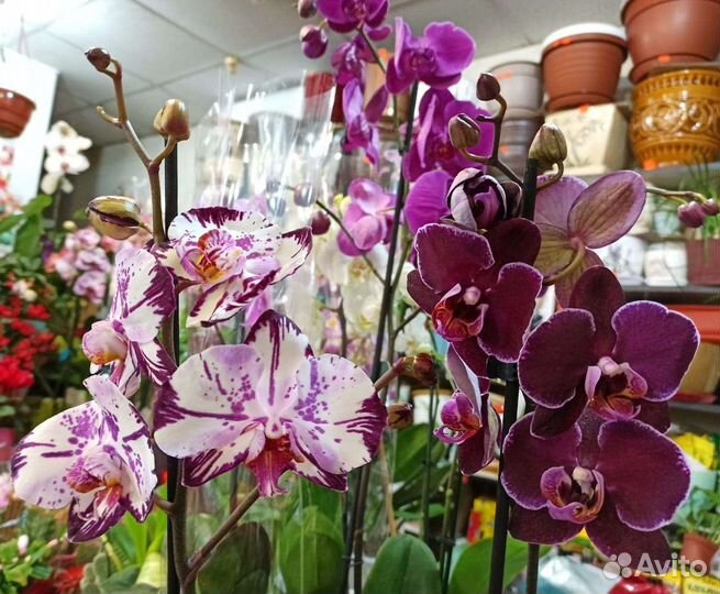 Орхидеи