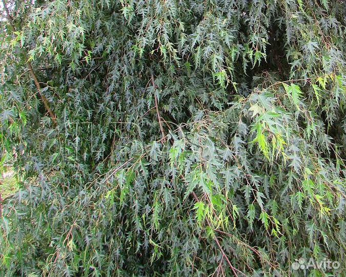 Декоративные растения и кустарники, хвойные