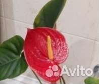 Антуриум Красный