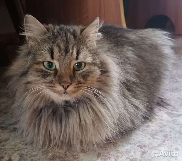 Кошка Марселла