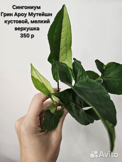 Комнатные растения, Сциндапсус, Монстера