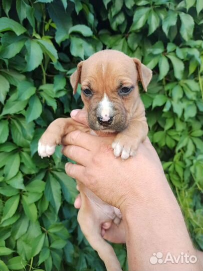 Щенки ам стаффа