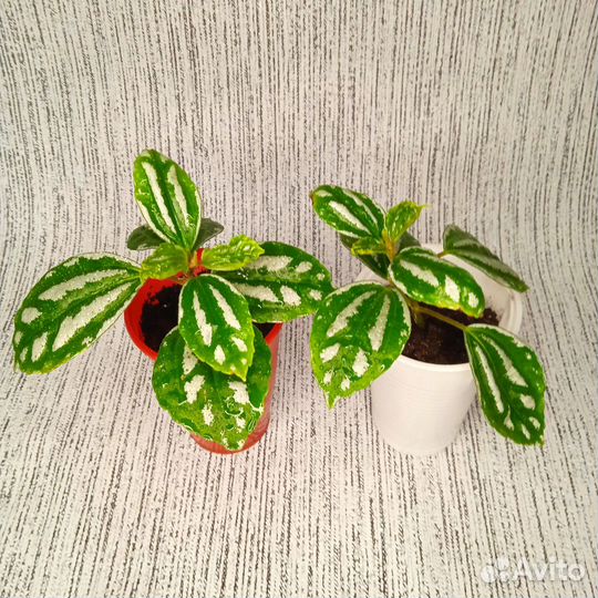 Продам цветы комнатные