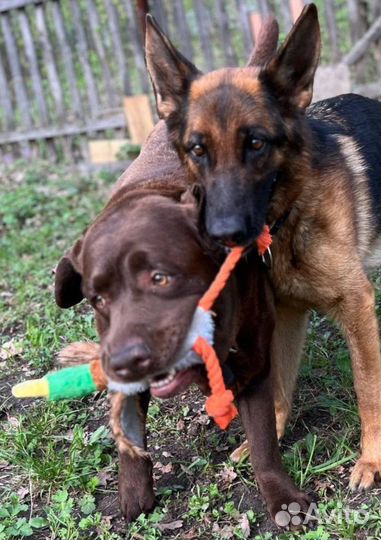 Игрушка утка